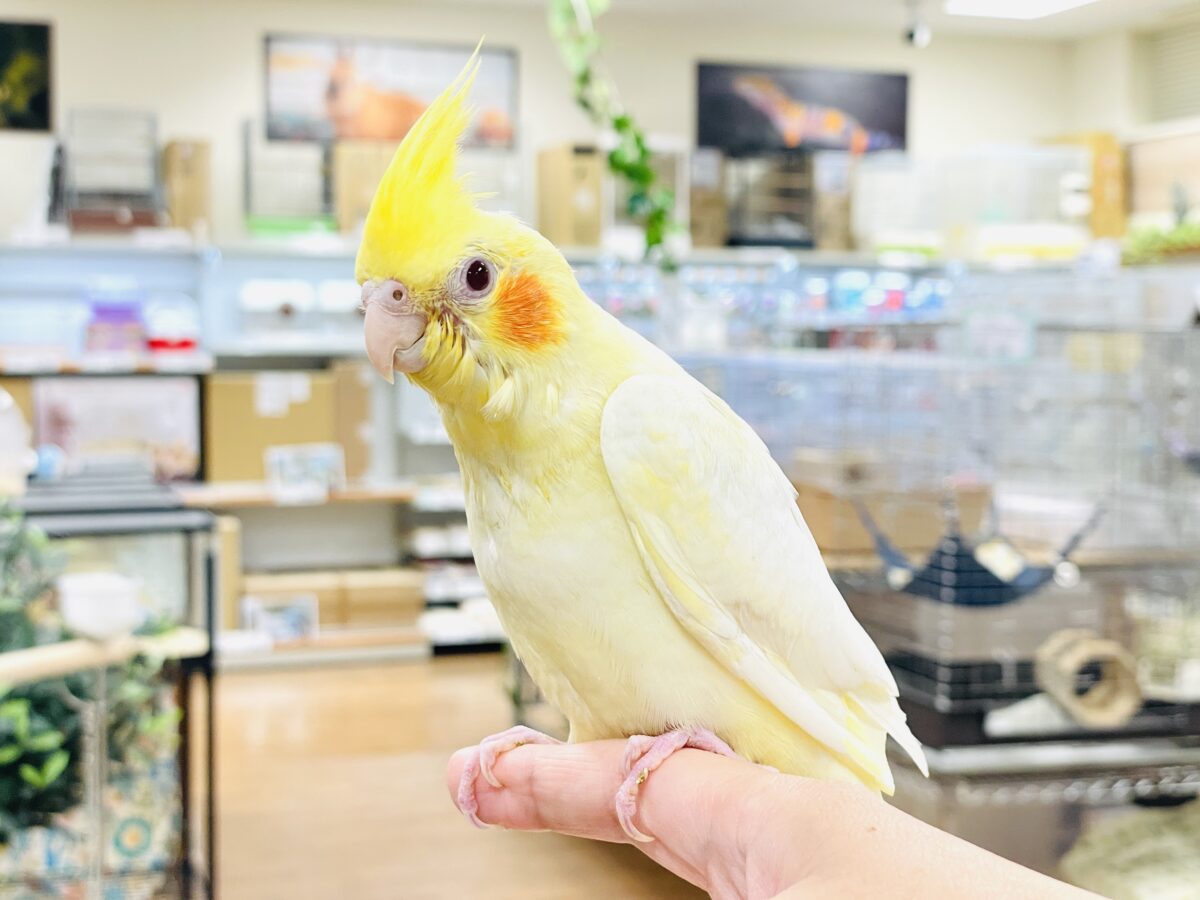 【最新画像】焼き菓子のようなふんわりイエロー💛オカメインコ(ルチノー)ヒナ オカメインコ