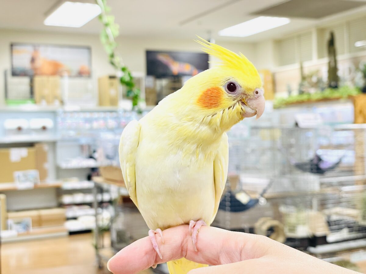 【最新画像】焼き菓子のようなふんわりイエロー💛オカメインコ(ルチノー)ヒナ オカメインコ