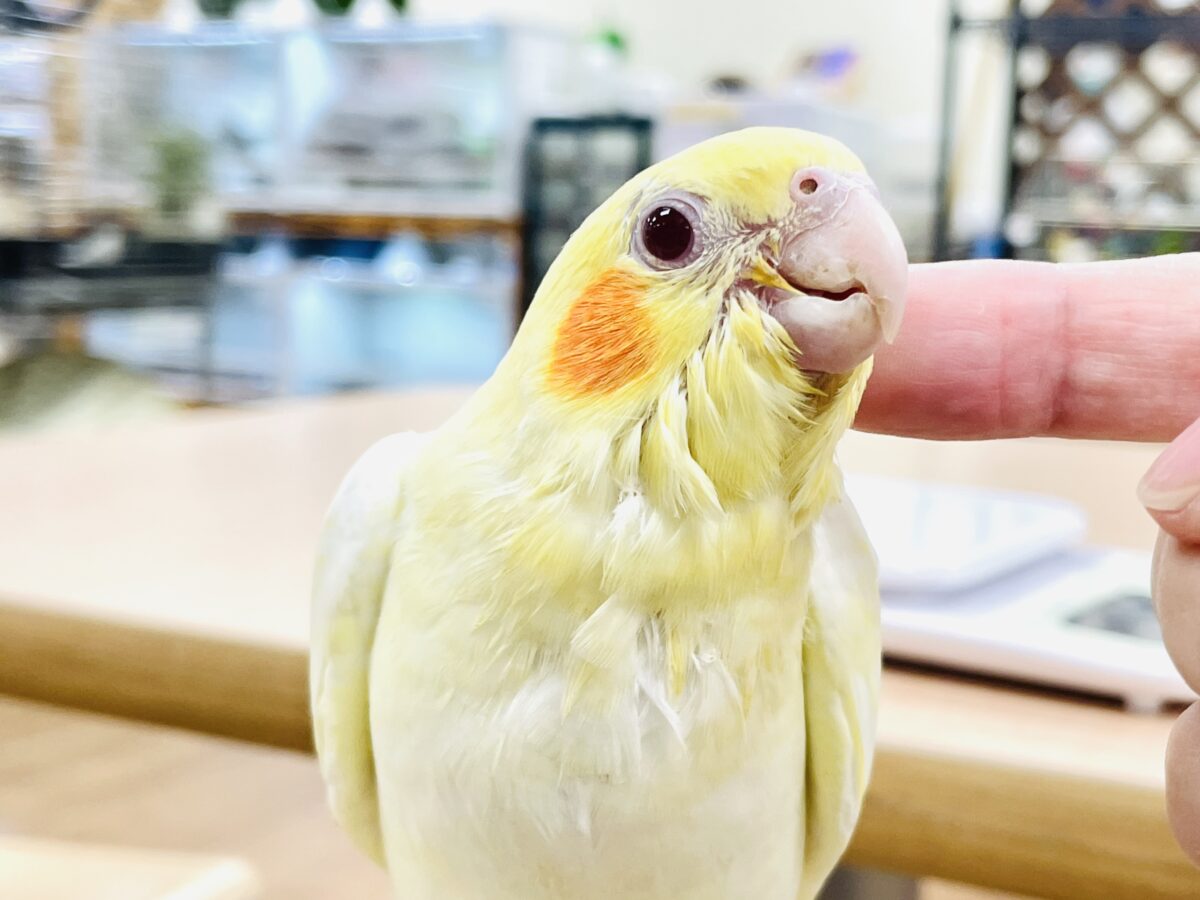 【最新画像】焼き菓子のようなふんわりイエロー💛オカメインコ(ルチノー)ヒナ オカメインコ