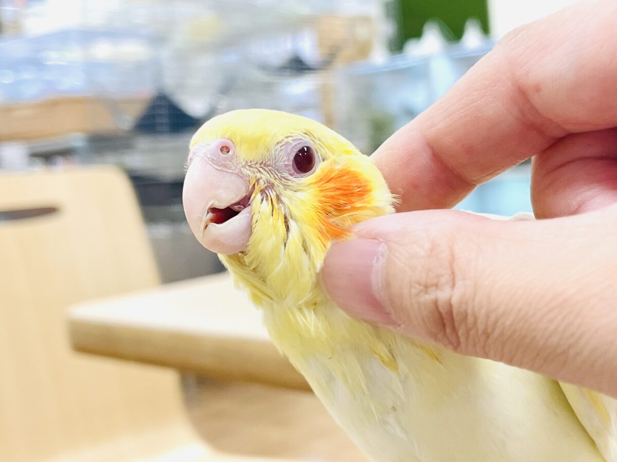 【最新画像】焼き菓子のようなふんわりイエロー💛オカメインコ(ルチノー)ヒナ オカメインコ