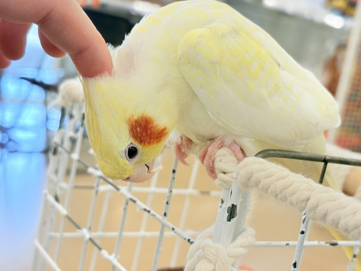 背中の模様と可愛いお顔が目印🐥🌼オカメインコ(ルチノーパール) オカメインコ