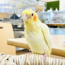 【最新画像】焼き菓子のようなふんわりイエロー💛オカメインコ（ルチノー）ヒナ