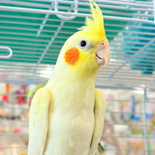 背中の模様と可愛いお顔が目印🐥🌼オカメインコ(ルチノーパール)
