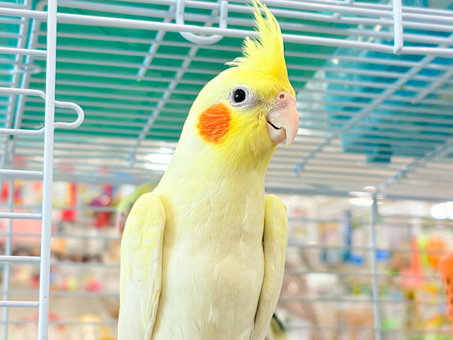 背中の模様と可愛いお顔が目印🐥🌼オカメインコ(ルチノーパール)
