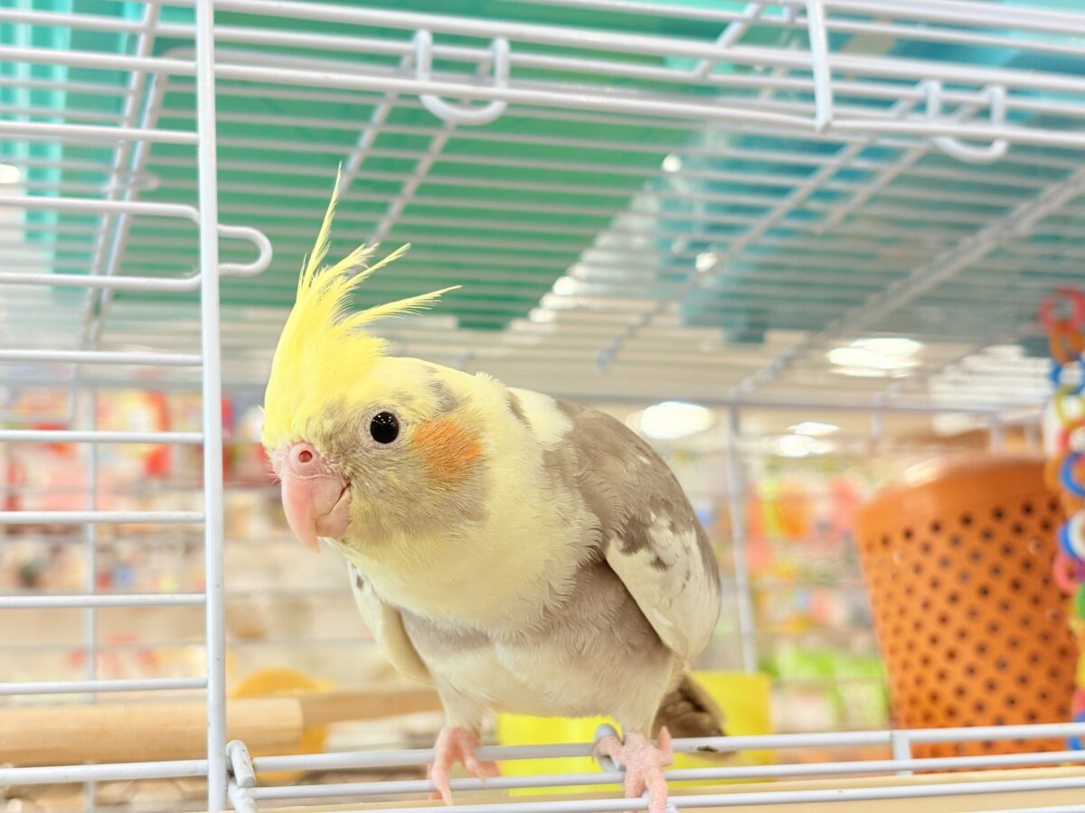 オカメインコ