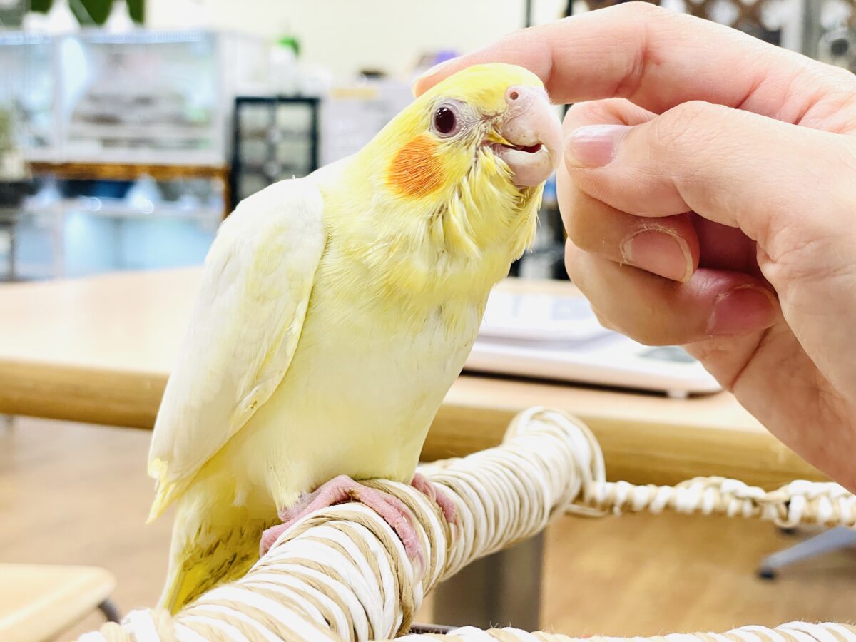 【最新画像】焼き菓子のようなふんわりイエロー💛オカメインコ(ルチノー)ヒナ オカメインコ