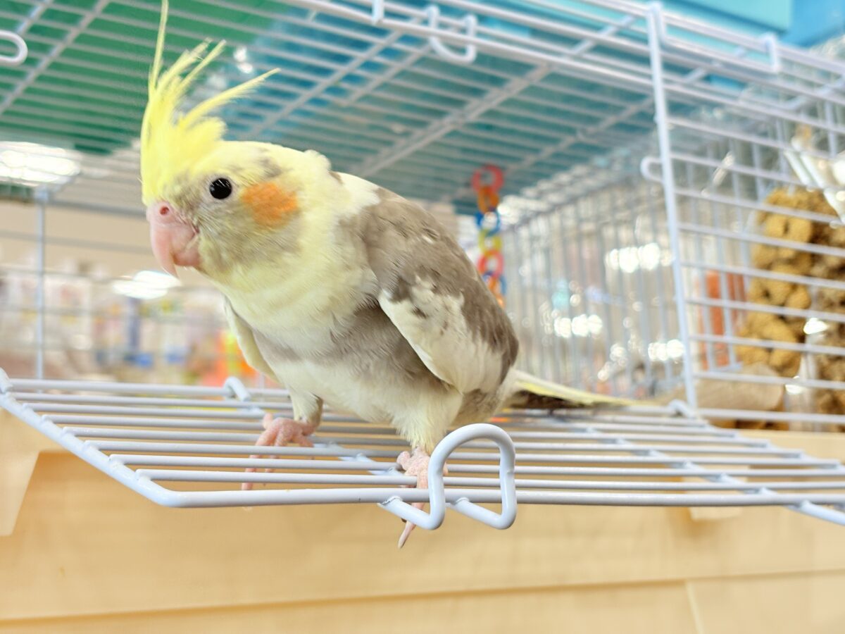 くっつき虫の座は譲らんゾ!!!オカメインコ(パイド) オカメインコ
