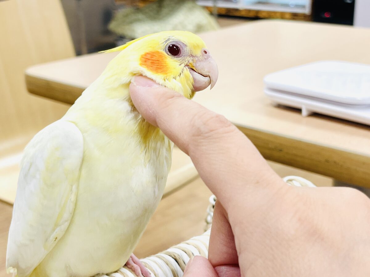 【最新画像】焼き菓子のようなふんわりイエロー💛オカメインコ(ルチノー)ヒナ オカメインコ