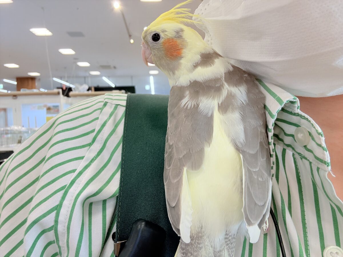 くっつき虫の座は譲らんゾ!!!オカメインコ(パイド) オカメインコ