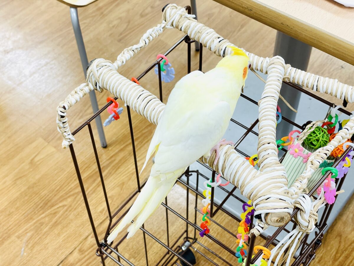 【最新画像】焼き菓子のようなふんわりイエロー💛オカメインコ(ルチノー)ヒナ オカメインコ