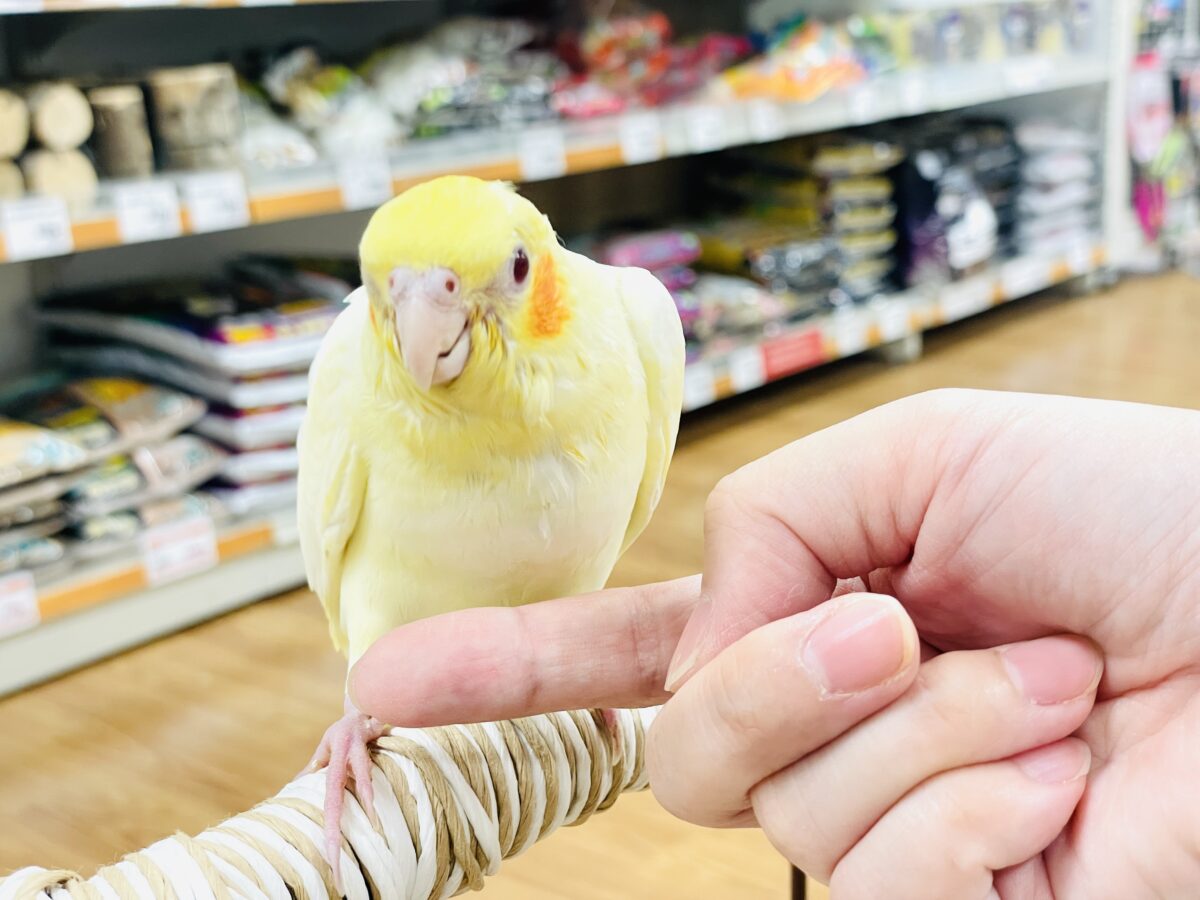 【最新画像】焼き菓子のようなふんわりイエロー💛オカメインコ(ルチノー)ヒナ オカメインコ
