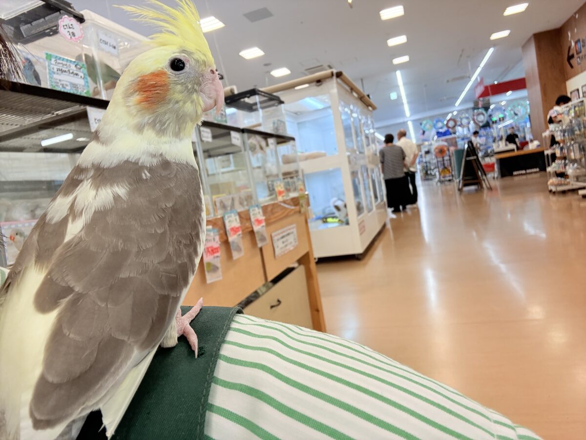 オカメインコ