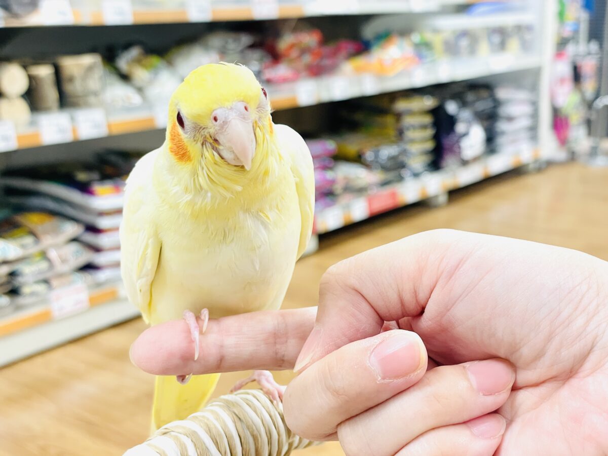 【最新画像】焼き菓子のようなふんわりイエロー💛オカメインコ(ルチノー)ヒナ オカメインコ