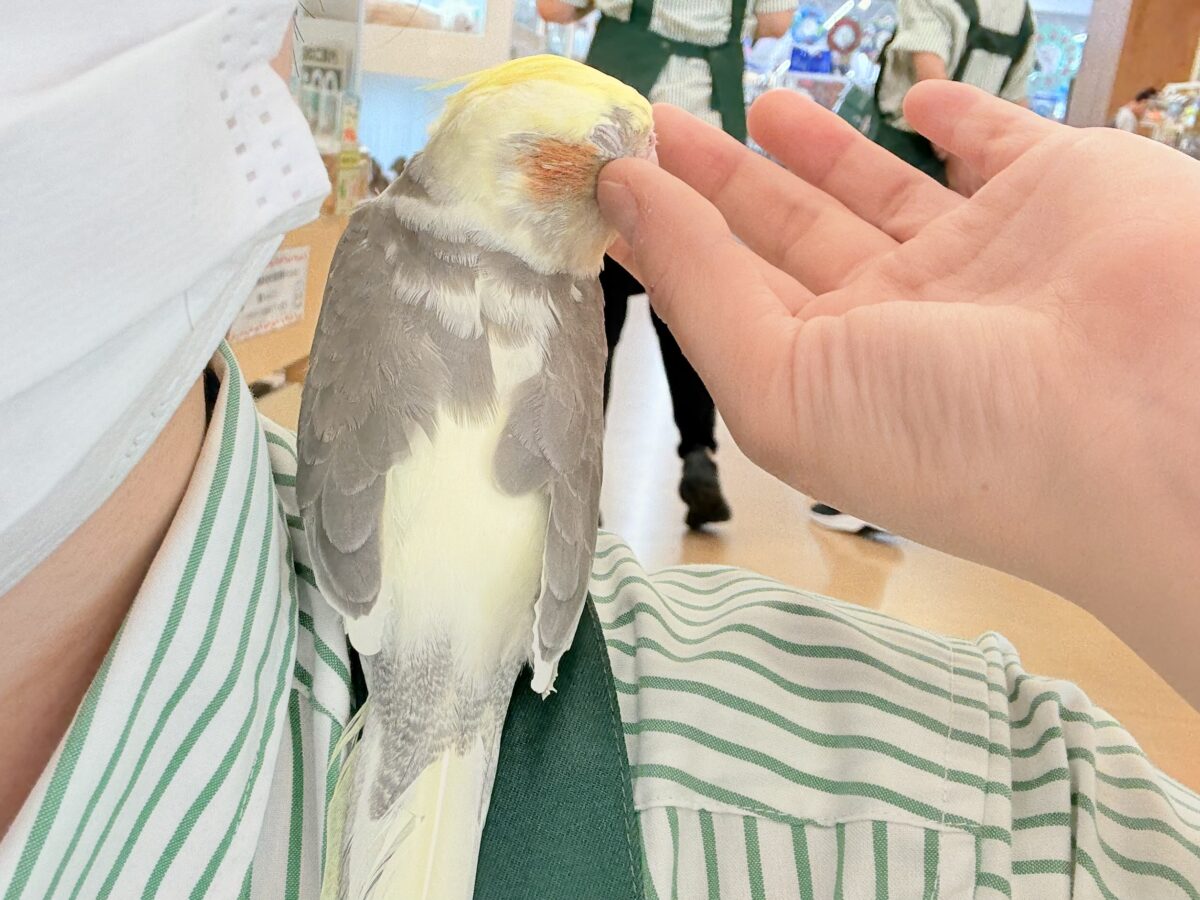 くっつき虫の座は譲らんゾ!!!オカメインコ(パイド) オカメインコ