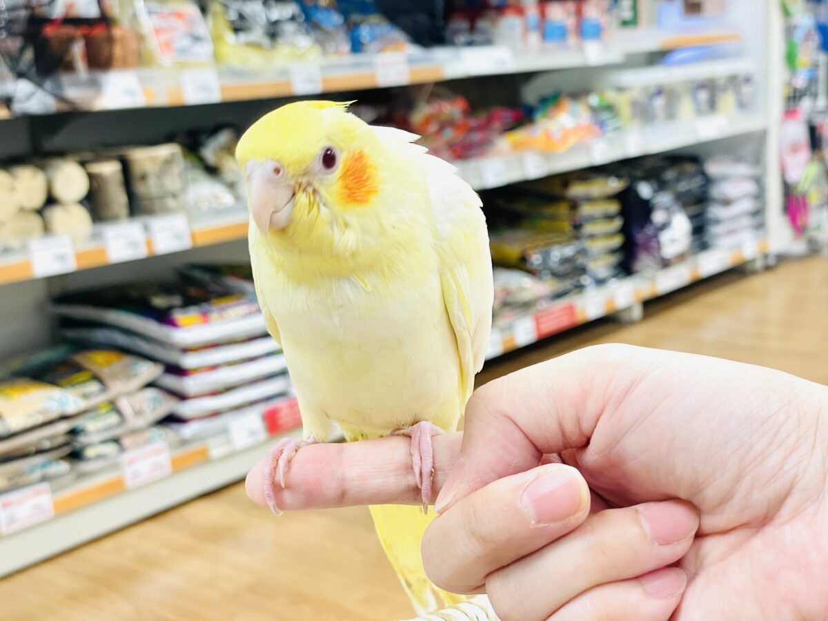 【最新画像】焼き菓子のようなふんわりイエロー💛オカメインコ(ルチノー)ヒナ オカメインコ