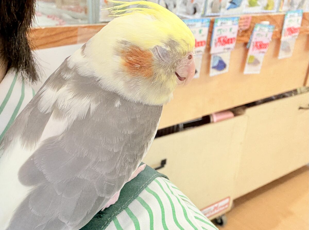 くっつき虫の座は譲らんゾ!!!オカメインコ(パイド) オカメインコ
