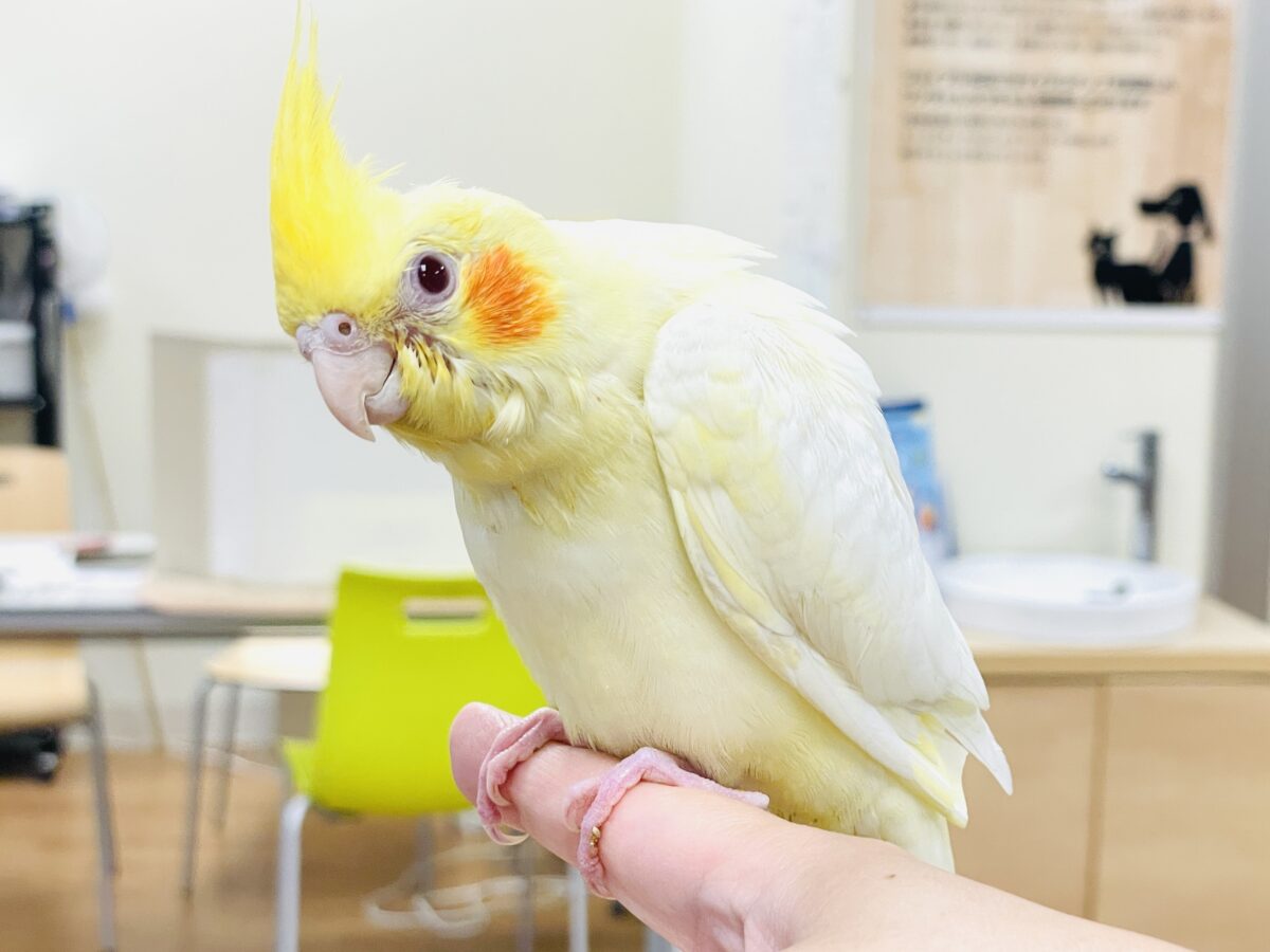 【最新画像】焼き菓子のようなふんわりイエロー💛オカメインコ(ルチノー)ヒナ オカメインコ