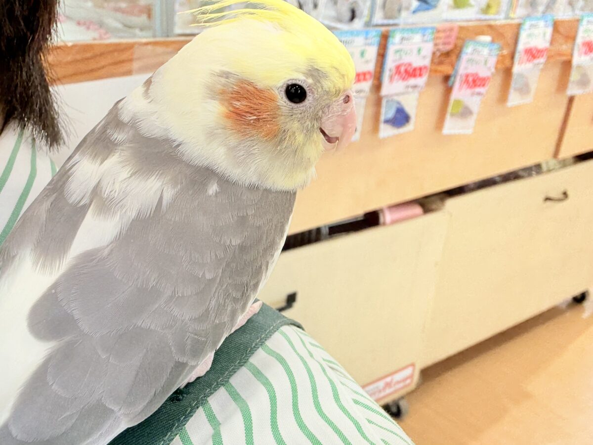 オカメインコ