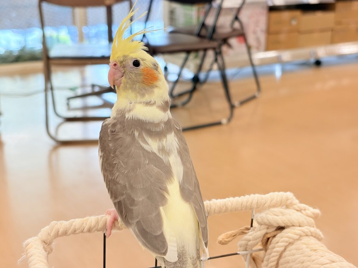 くっつき虫の座は譲らんゾ!!!オカメインコ(パイド) オカメインコ