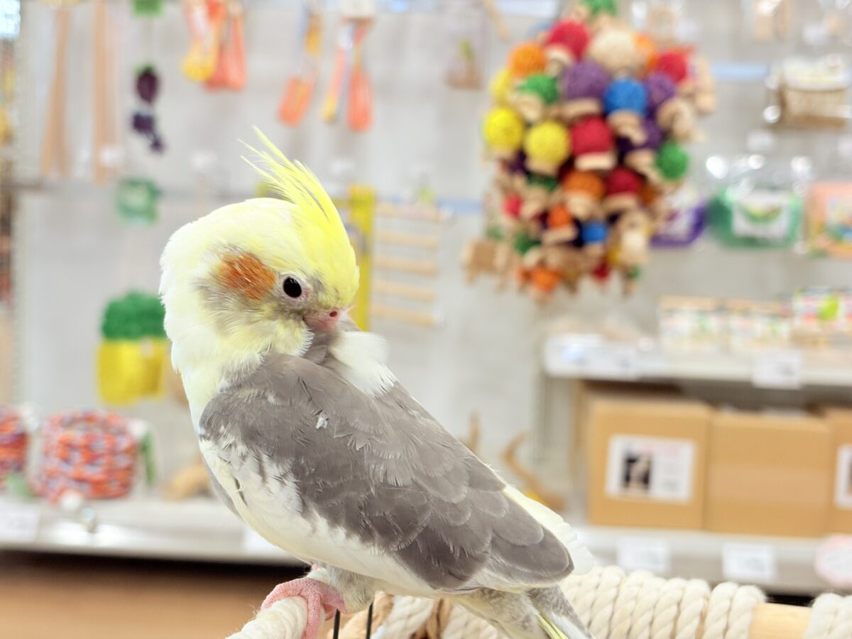 オカメインコ