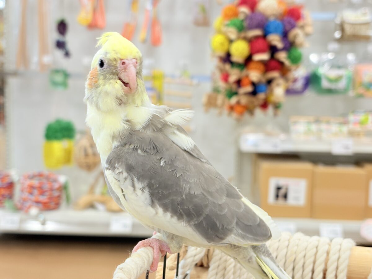 オカメインコ