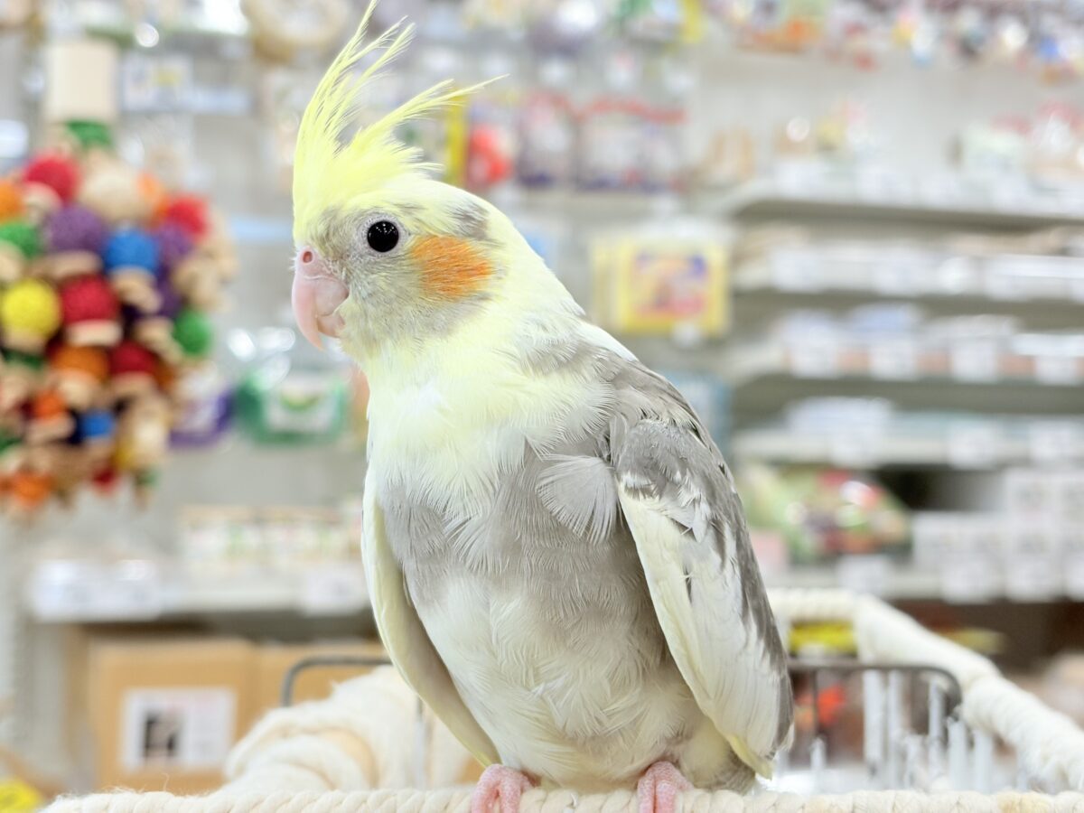 くっつき虫の座は譲らんゾ!!!オカメインコ(パイド) オカメインコ