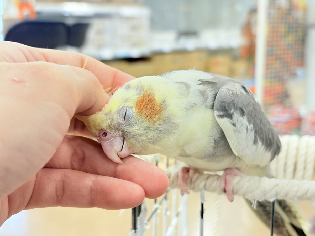 くっつき虫の座は譲らんゾ!!!オカメインコ(パイド) オカメインコ