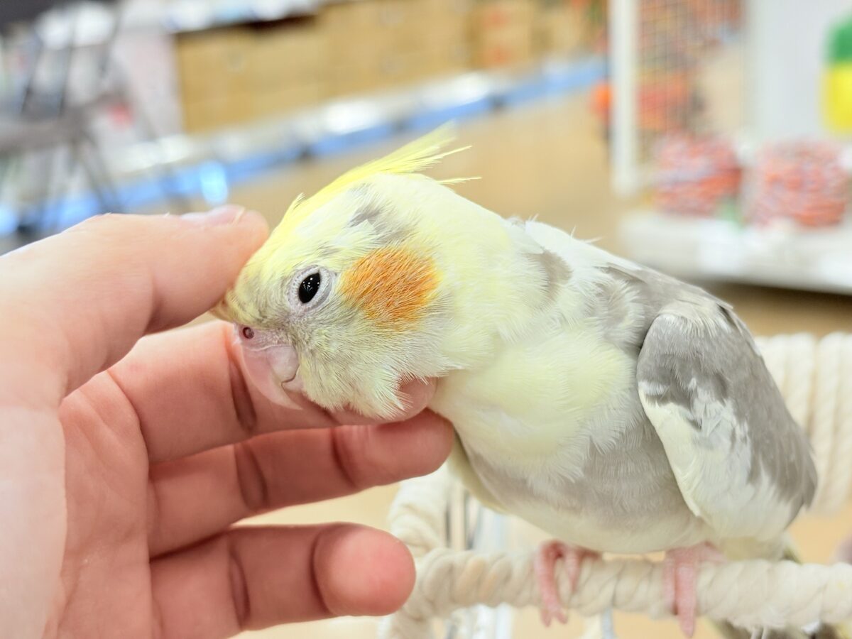 オカメインコ