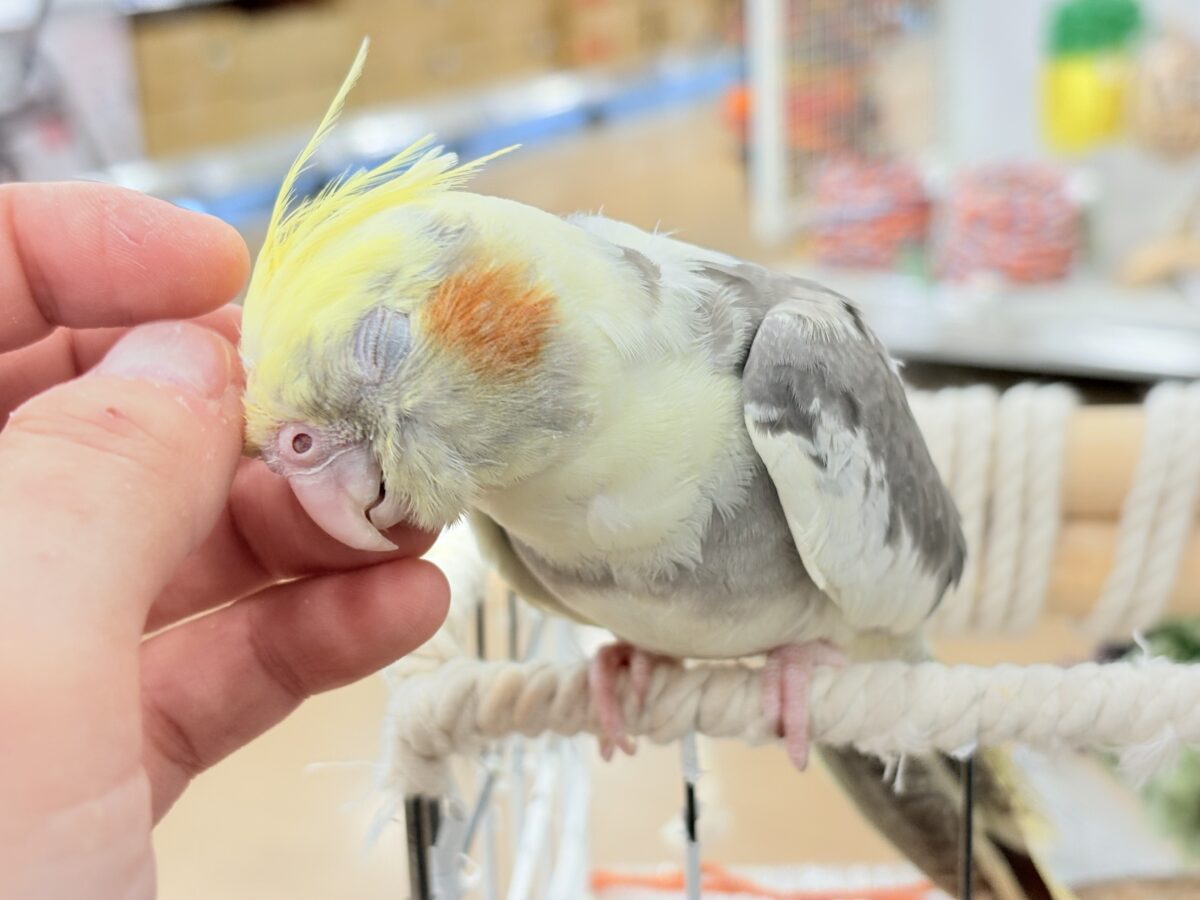 くっつき虫の座は譲らんゾ!!!オカメインコ(パイド) オカメインコ