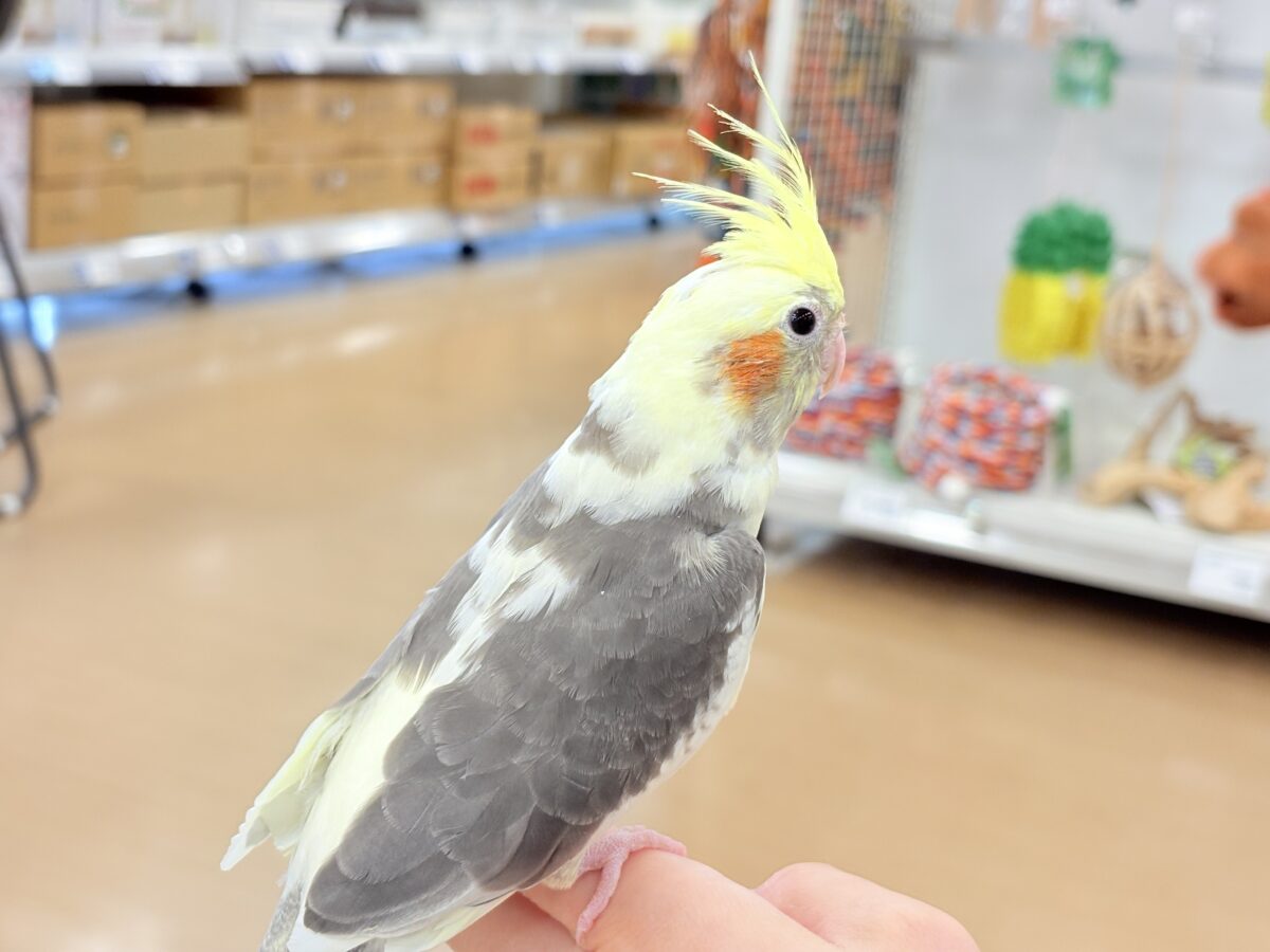 オカメインコ