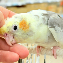 くっつき虫の座は譲らんゾ！！！オカメインコ(パイド)