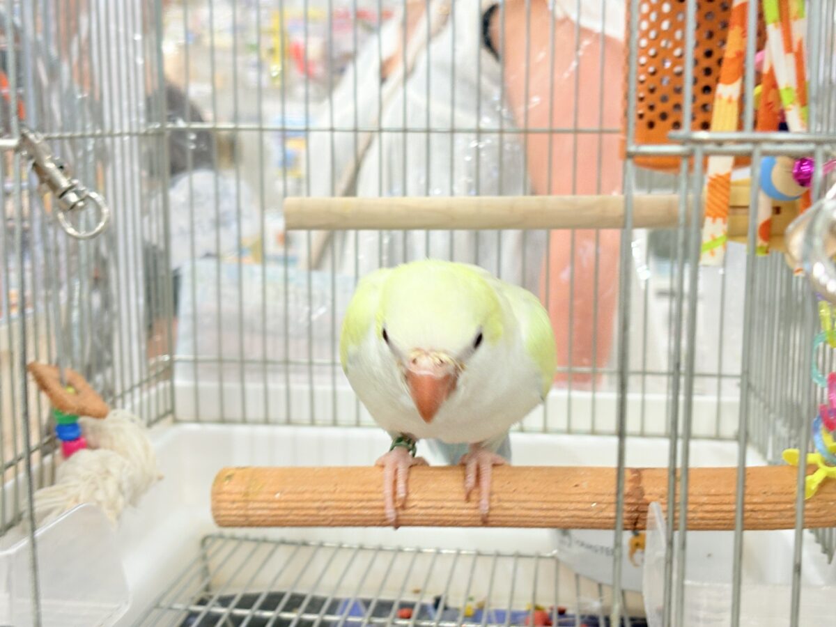 オキナインコ