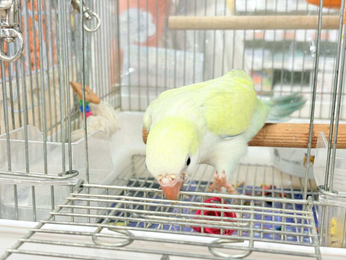 オキナインコ