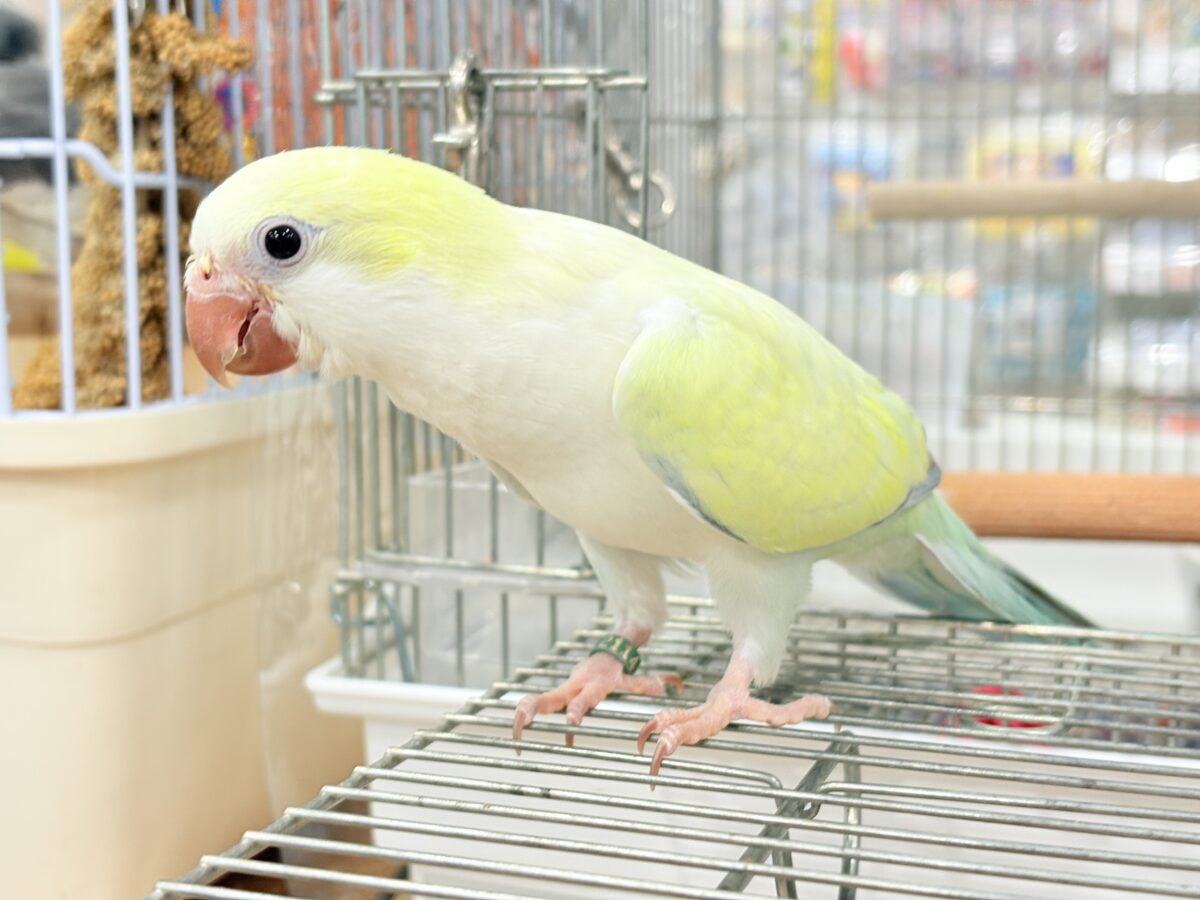 オキナインコ
