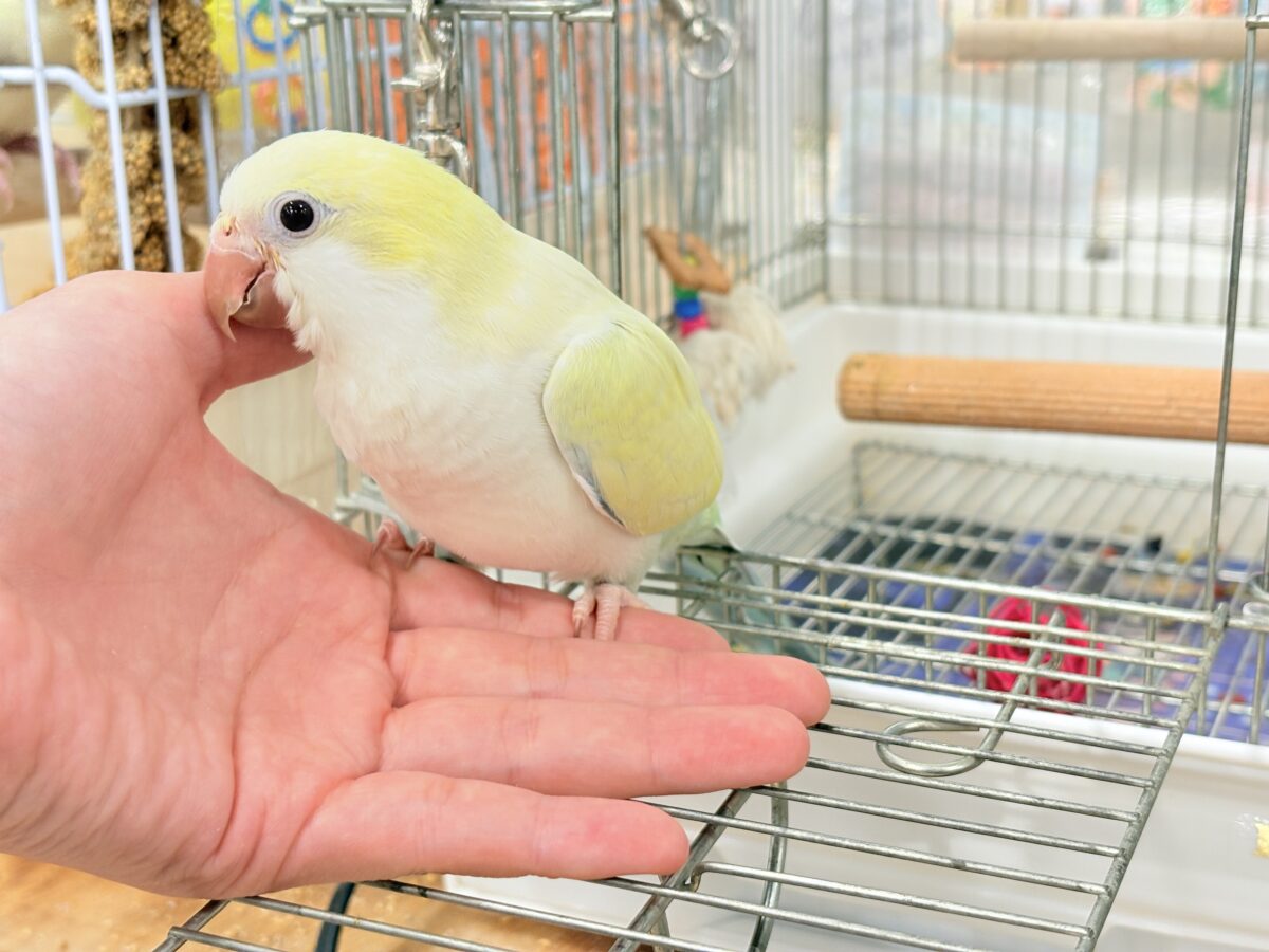 オキナインコ