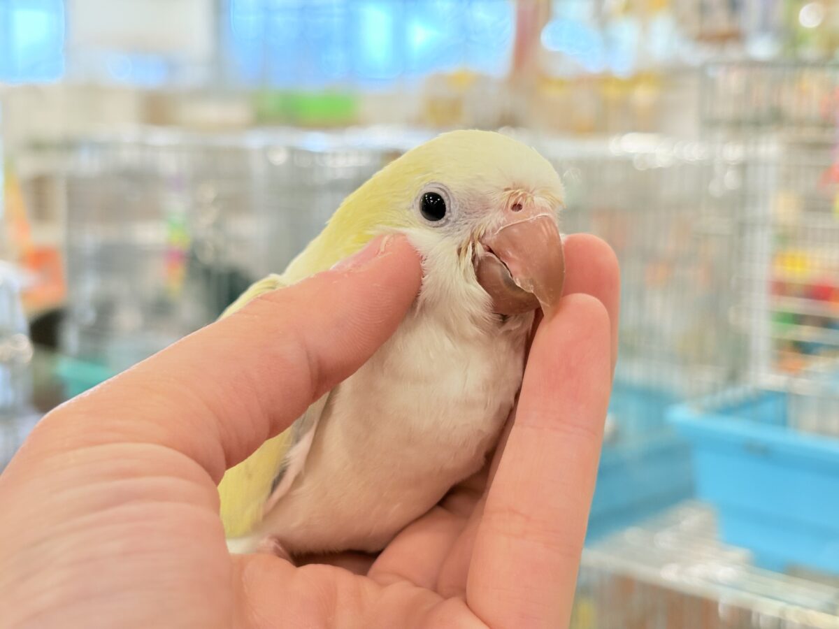 オキナインコ