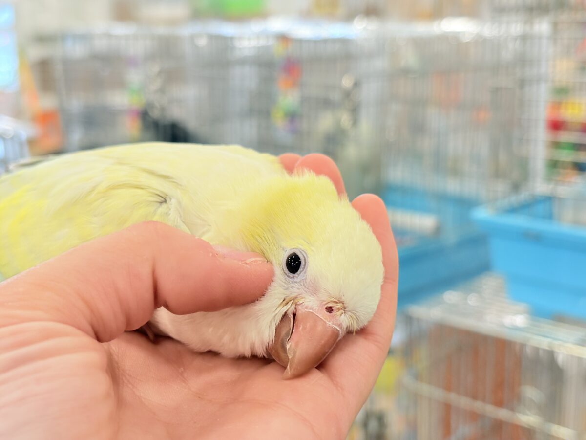 オキナインコ