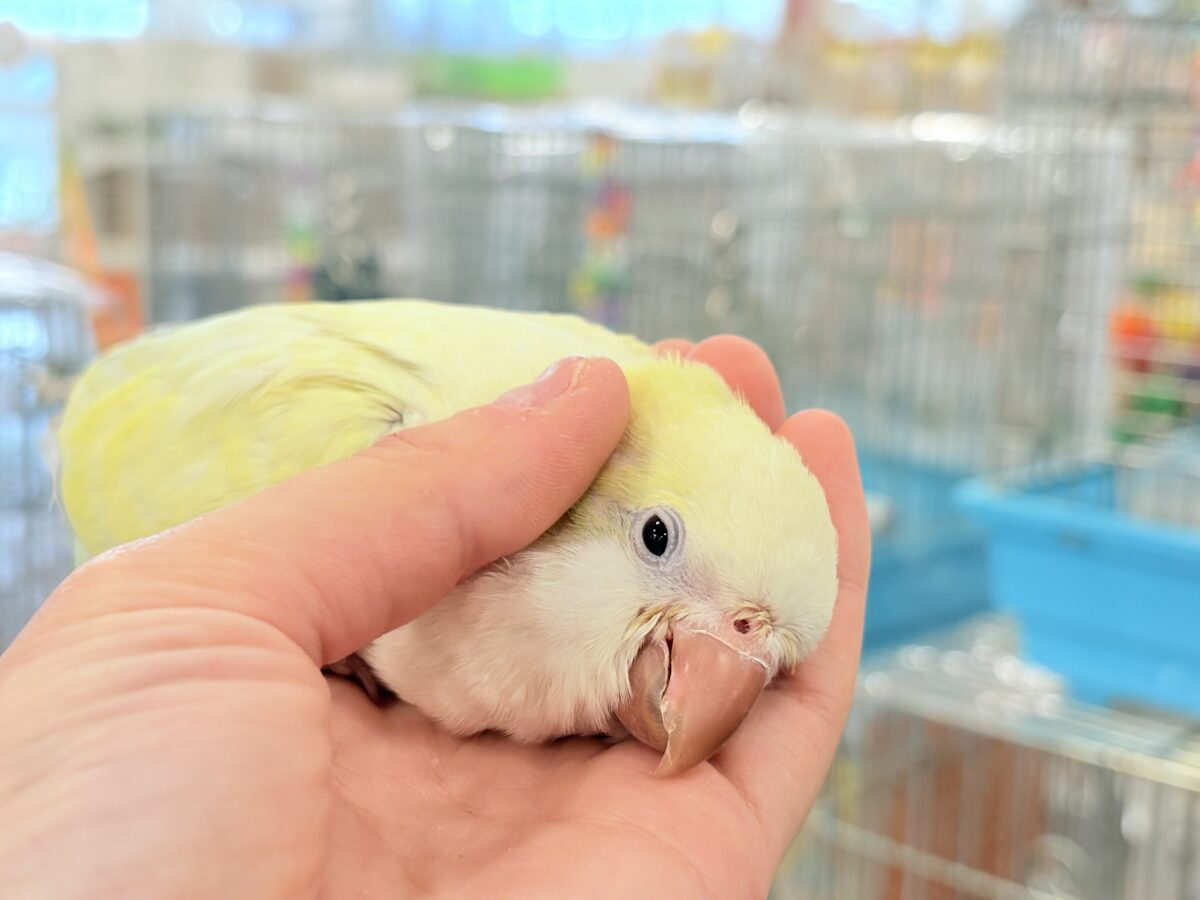 オキナインコ