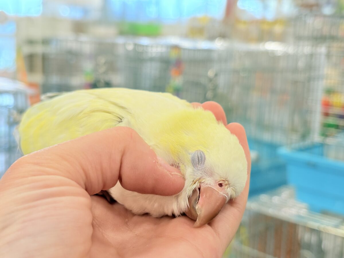 オキナインコ