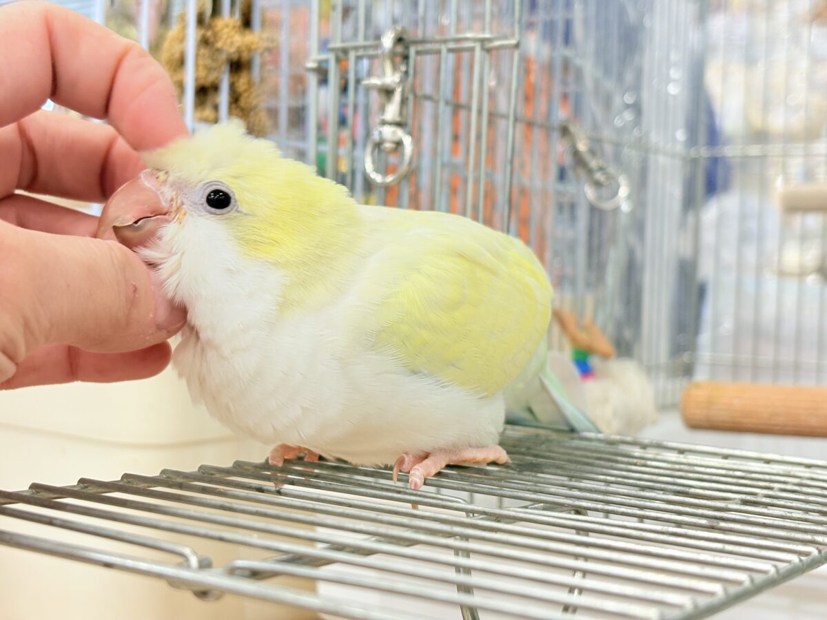 オキナインコ