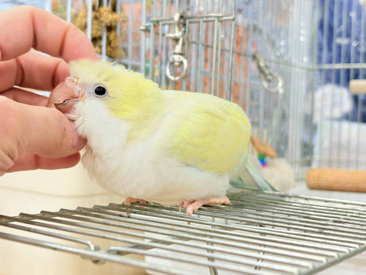 オキナインコ