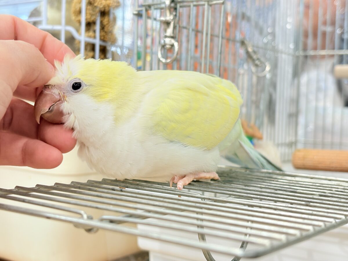 オキナインコ
