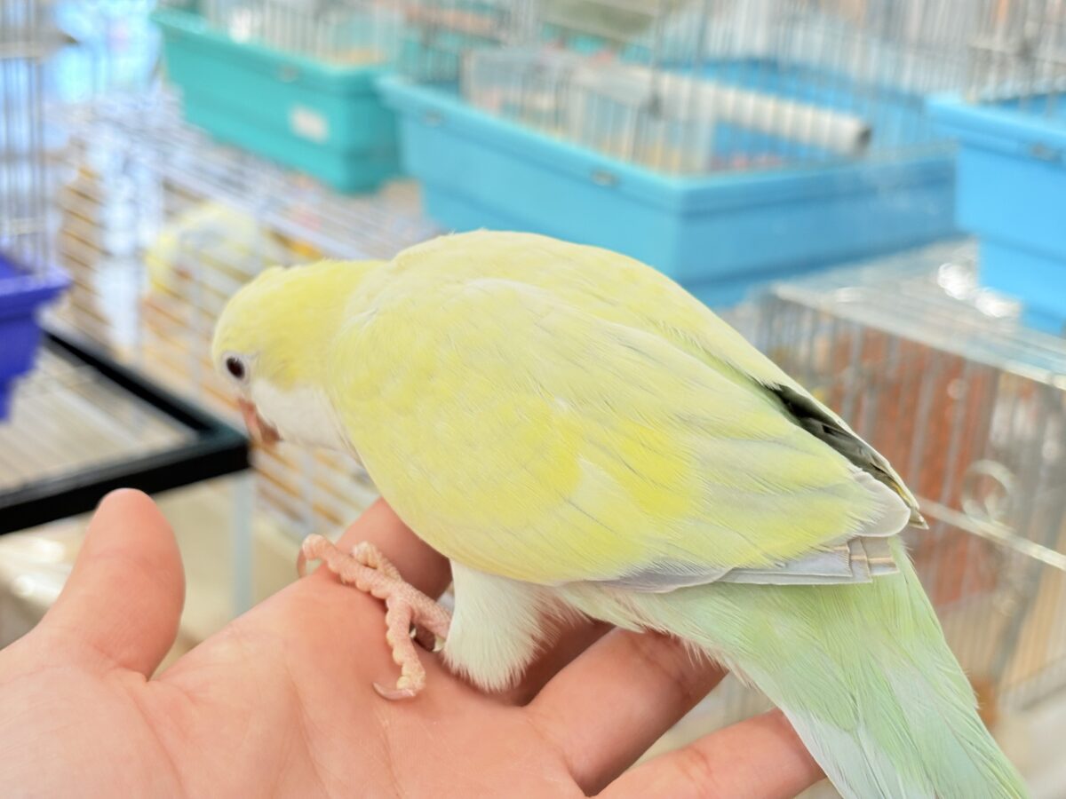 オキナインコ