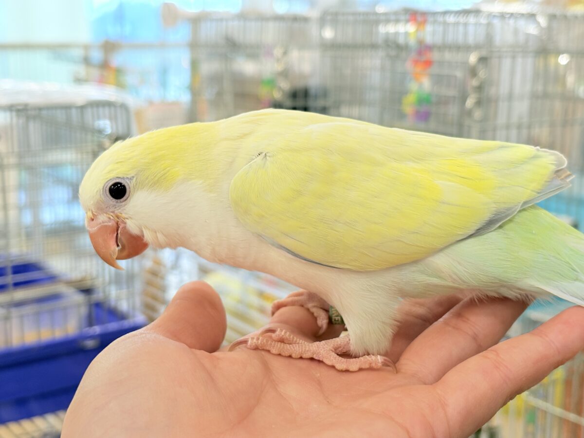 オキナインコ