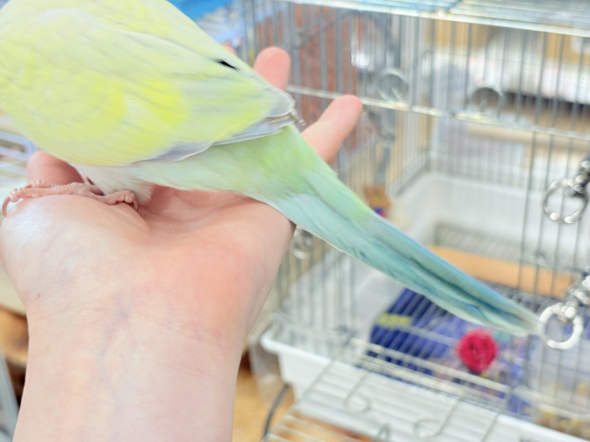 オキナインコ