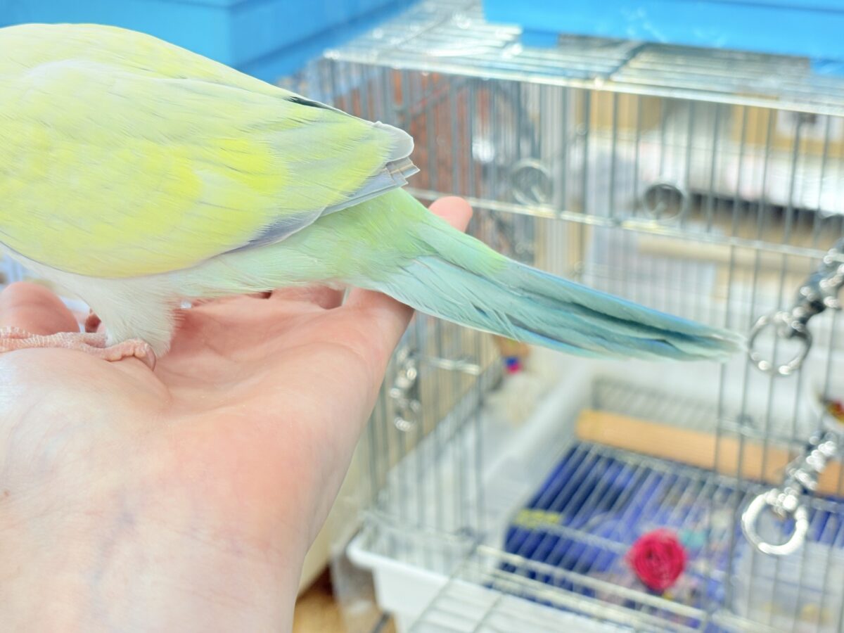 オキナインコ