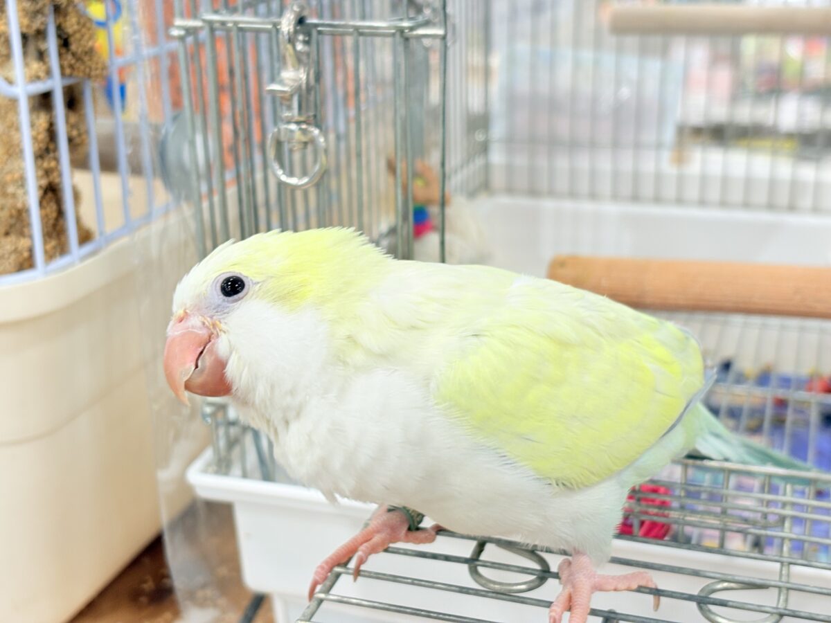 オキナインコ