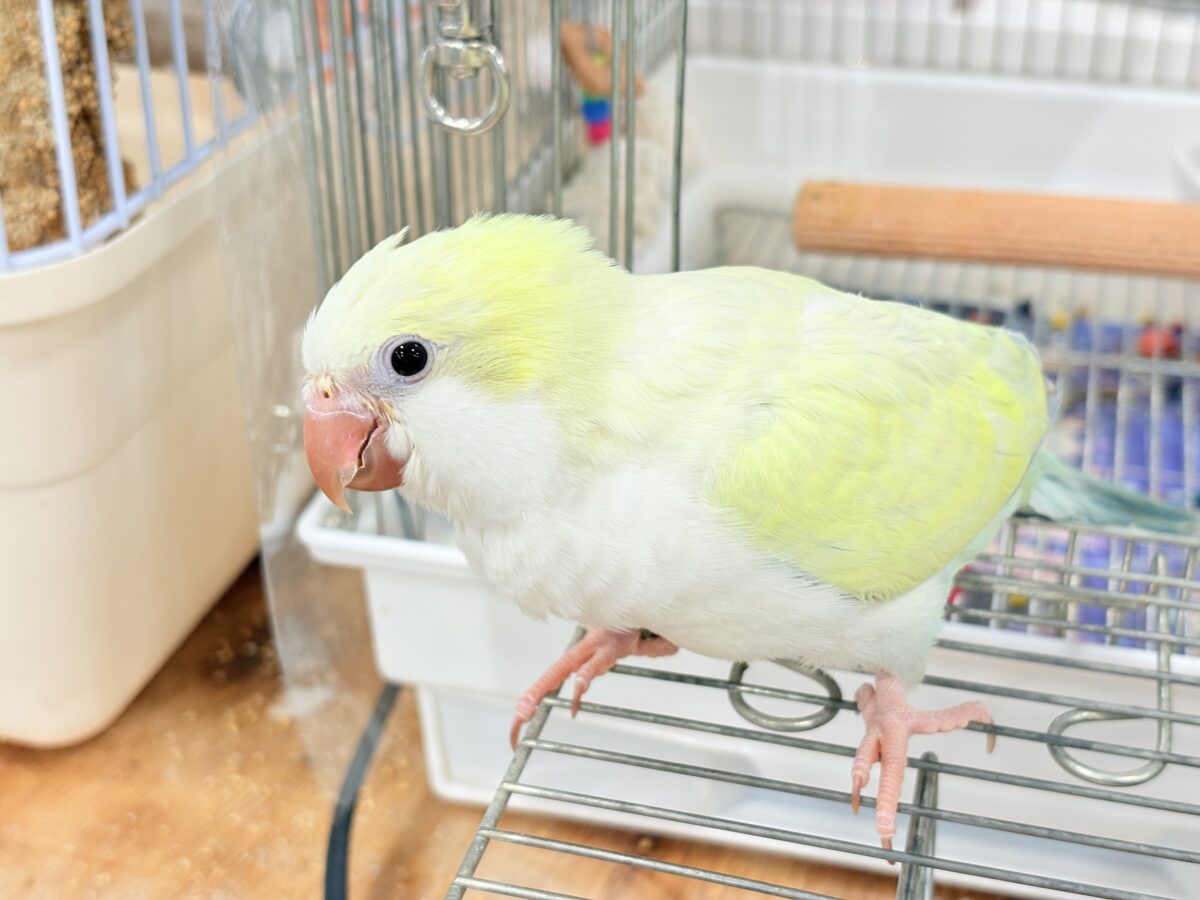 オキナインコ