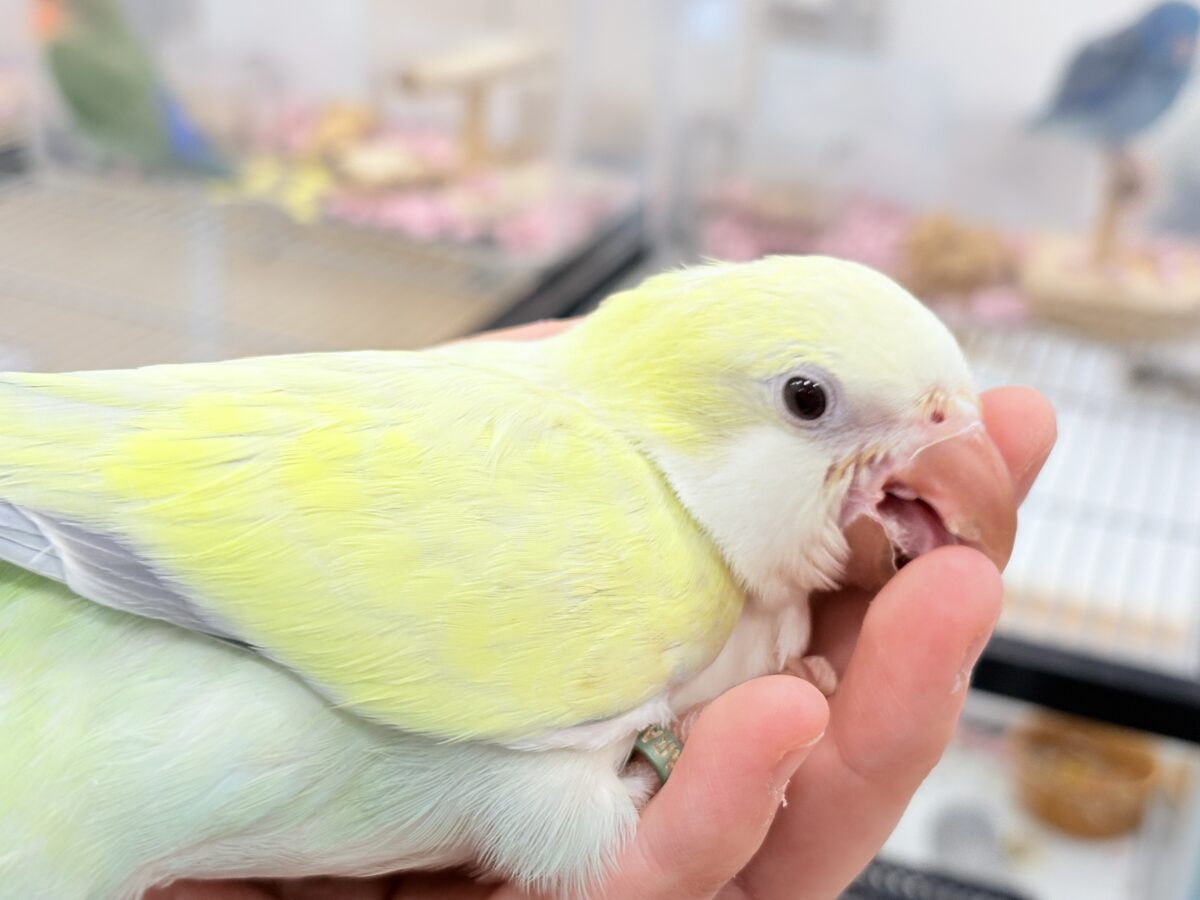 オキナインコ