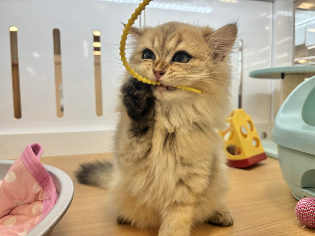 超ホヤホヤ最新画像✨ピピッー!その可愛さアウト!ブリティッシュロングヘアーくん! ブリティッシュショートヘア